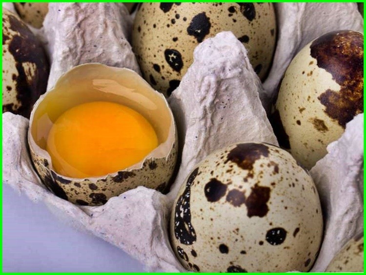 benefícios do ovo de codorna