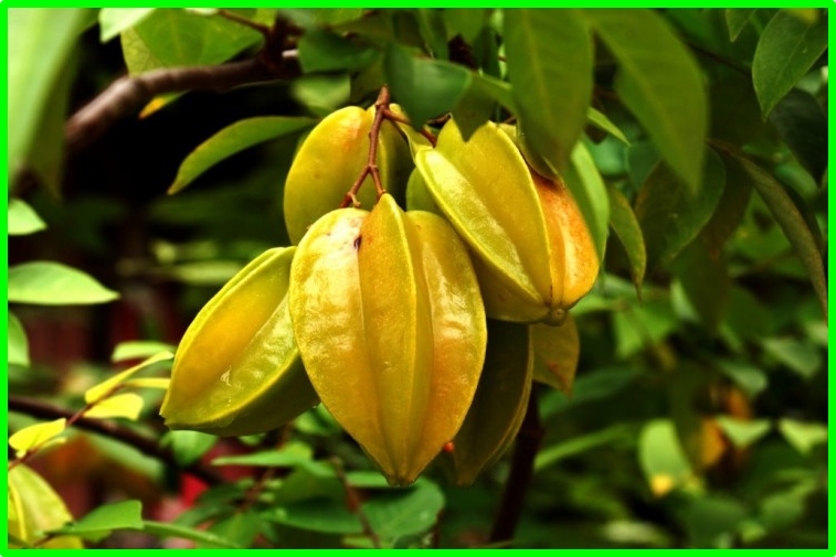 beneficios da carambola