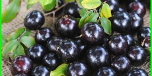 jabuticaba