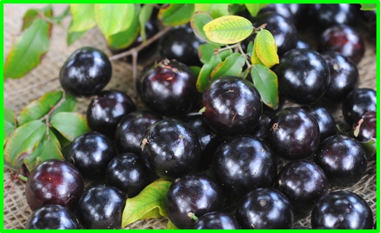 jabuticaba