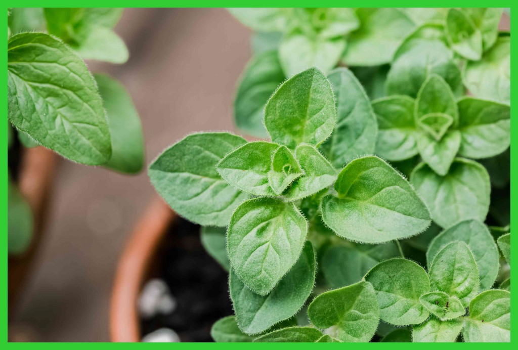 beneficios do oregano